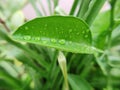 Waterdroplets on green leaves, nature concept