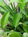 Waterdroplets on green leaves, nature concept