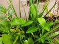 Waterdroplets on green leaves, nature concept