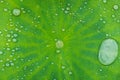 Waterdrops in the big grean leaf of a lotus flower Royalty Free Stock Photo