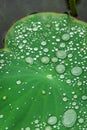 Waterdrops in the big grean leaf of a lotus flower Royalty Free Stock Photo