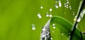 Waterdrops on blade of grass Royalty Free Stock Photo