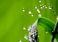 Waterdrops on blade of grass Royalty Free Stock Photo