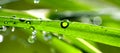 Waterdrops on blade of grass Royalty Free Stock Photo