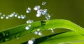 Waterdrops on blade of grass Royalty Free Stock Photo