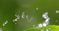 Waterdrops on blade of grass Royalty Free Stock Photo