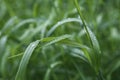 waterdrops on bright green grass