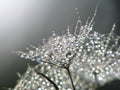 Waterdrops on dandelion