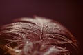 Waterdrops on feather, black and white