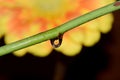 Waterdrops on flower