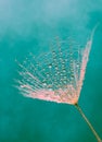 Waterdrops on a fluff of a big dandelion on a turquoise background, abstract, tenderness. Royalty Free Stock Photo