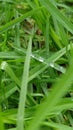 Waterdrops on grass