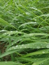 Waterdrops on Grass Royalty Free Stock Photo