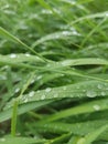 Waterdrops on Grass 2