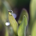 Waterdrops on grass Royalty Free Stock Photo