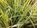 Waterdrops on grass during early morning