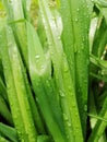 Waterdrops on green grass, close up, dew, morning