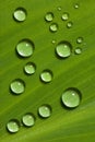 Waterdrops on green leaf