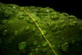 Waterdrops on green leaf Royalty Free Stock Photo