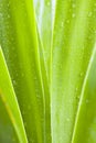 Waterdrops on green leaves