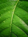 Waterdrops on green leaves in vintage background