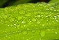 Waterdrops on leaf