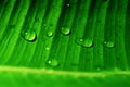 Waterdrops on the leaf