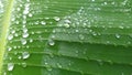 Waterdrops on a leaf