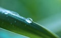 Waterdrops on the leaf of a plant after rain Royalty Free Stock Photo