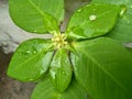 Waterdrops Leaf Tree Dreams Time Royalty Free Stock Photo