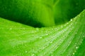 Waterdrops on a leave Royalty Free Stock Photo