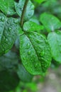 Waterdrops leaves