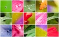 Waterdrops macro on leaves and flowers