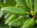 Waterdrops after rain Royalty Free Stock Photo