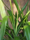 Waterdrops on the shiny leaves of a Yucca palm tree