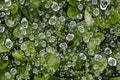 Waterdrops in a spider web after the rain Royalty Free Stock Photo