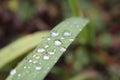 Waterdrops Royalty Free Stock Photo