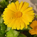 Waterdrops on the yellow colour flower Royalty Free Stock Photo