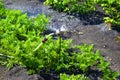 Watered the garden in the garden in the summer