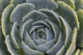 Watered Succulent Royalty Free Stock Photo