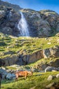 Waterfall and Alpine goats in italian alps landscape, Gran Paradiso, Italy Royalty Free Stock Photo