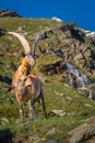 Waterfall and Alpine goats in italian alps landscape, Gran Paradiso, Italy Royalty Free Stock Photo