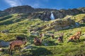 Waterfall and Alpine goats in italian alps landscape, Gran Paradiso, Italy Royalty Free Stock Photo