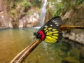 Beside the waterfall, a beautiful butterfly.