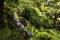 Waterfall in a Beautiful Garden at Monte above Funchal Madeira