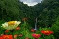 Waterfall beauty Coban pelangi Royalty Free Stock Photo