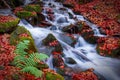 A waterfall in a beech autumn forest Royalty Free Stock Photo