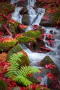 A waterfall in a beech autumn forest Royalty Free Stock Photo