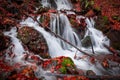 A waterfall in a beech autumn forest Royalty Free Stock Photo