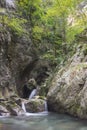 Waterfall in beech forest